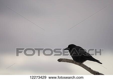 Silhouette of a bird perched on a branch against a cloudy sky; Homer, Alaska, United States of America View Large Photo Image Stock Photo - Silhouette of a bird perched on a branch against a cloudy sky; Homer, Alaska, United States of America. Fotosearch