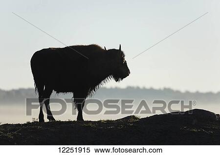 Stock Photography - Silhouette of a bison, near Sault Saint Marie; Ontario, Canada. Fotosearch