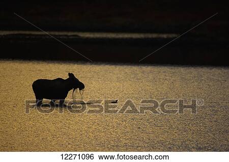 Silhouette of a moose (alces alces) eating aquatic plants in a pond along the Dempster Highway; Yukon, Canada View Large Photo Image Stock Photograph - Silhouette of a moose (alces alces) eating aquatic plants in a pond along the Dempster Highway; Yukon, Canada. Fotosearch