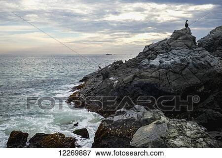 Silhouette of a pelican on a rugged rocky coast with a view of the ocean at sunset; Ixtapa-Zihuatanejo, Guerrero, Mexico View Large Photo Image Stock Photo - Silhouette of a pelican on a rugged rocky coast with a view of the ocean at sunset; Ixtapa-Zihuatanejo, Guerrero, Mexico. Fotosearch