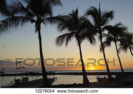 Silhouette of coconut trees at sunset at Kawaihae small boat harbour; Kawaihae, Island of Hawaii, Hawaii, United States of America View Large Photo Image Picture - Silhouette of coconut trees at sunset at Kawaihae small boat harbour; Kawaihae, Island of Hawaii, Hawaii, United States of America. Fotosearch