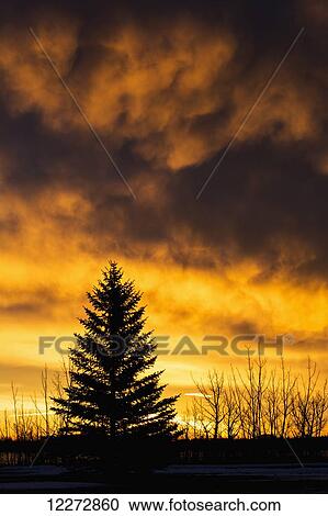 Stock Image - Silhouetted evergreen tree with dramatically colourful clouds at sunrise; Calgary, Alberta, Canada. Fotosearch