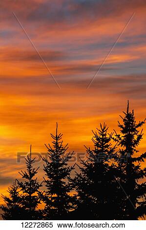 Silhouetted evergreen trees with dramatically colourful clouds at sunrise; Calgary, Alberta, Canada View Large Photo Image Stock Photography - Silhouetted evergreen trees with dramatically colourful clouds at sunrise; Calgary, Alberta, Canada. Fotosearch