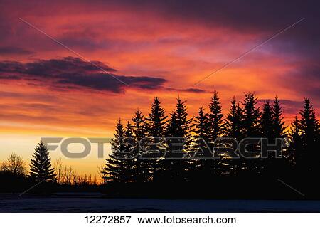 Stock Photo - Silhouetted evergreens tree with dramatically colourful clouds at sunrise; Calgary, Alberta, Canada. Fotosearch