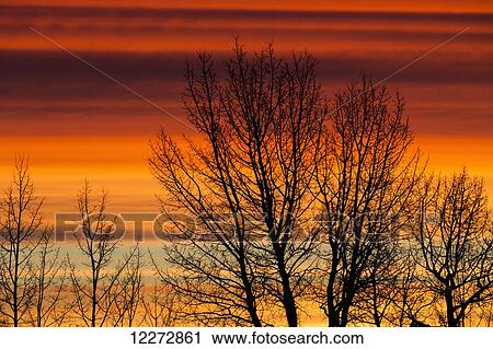 Silhouetted tree branches with dramatically colourful clouds at sunrise; Calgary, Alberta, Canada View Large Photo Image Stock Image - Silhouetted tree branches with dramatically colourful clouds at sunrise; Calgary, Alberta, Canada. Fotosearch