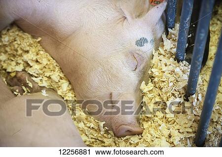 Stock Image - Sleeping pig; Fairbanks, Alaska, United States of America. Fotosearch
