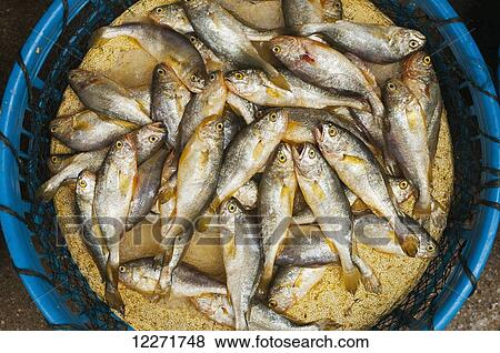 Small fish in a plastic basket, Xiamen (Bashi) local market; Fujian, China View Large Photo Image Stock Photo - Small fish in a plastic basket, Xiamen (Bashi) local market; Fujian, China. Fotosearch