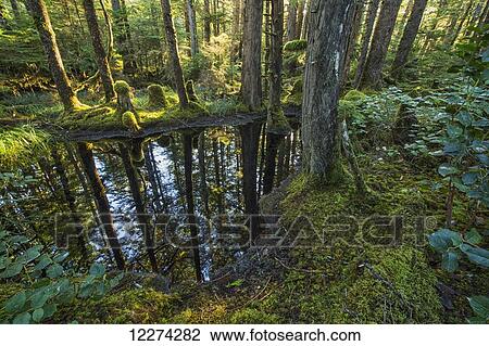 Stock Image - Small ponds adorn the landscape in the forests of Naikoon Provincial Park, Haida Gwaii; British Columbia, Canada. Fotosearch