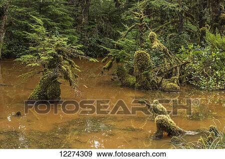Stock Photo - Small ponds adorn the landscape in the forests of Naikoon Provincial Park; Haida Gwaii, British Columbia, Canada. Fotosearch