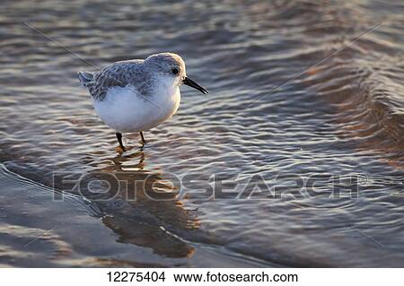 Picture - Small seabird wading in the surf with the morning sun shining on its face; United States of America. Fotosearch