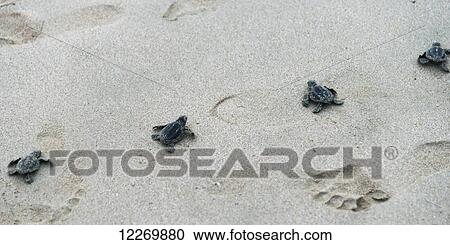 Stock Image - Small turtles and their tracks and footprints in the sand; Ixtapa-Zihuatanejo, Guerrero, Mexico. Fotosearch