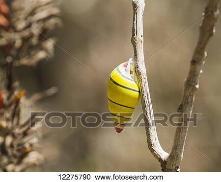 Stock Image - Snail, Komodo Island, Komodo National Park, East Nusa Tenggara, Indonesia. Fotosearch