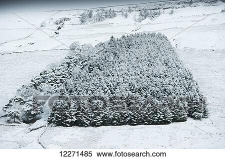 Snow covered conifer wood; Wensleydale, North Yorkshire, England View Large Photo Image Stock Photography - Snow covered conifer wood; Wensleydale, North Yorkshire, England. Fotosearch