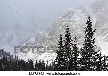Stock Image - Snow covered evergreen trees with a snowy mountain background; Kananaskis Country, Alberta, Canada. Fotosearch