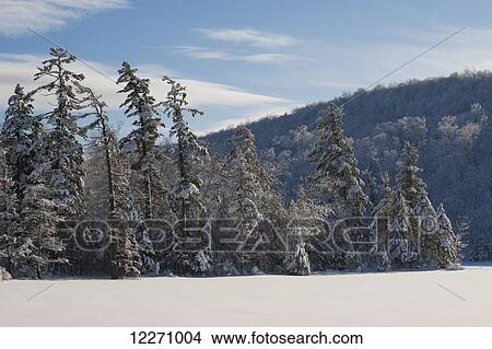 Picture - Snow covered hill and coniferous trees under a blue sky, Baker Pond; West Bolton, Quebec, Canada. Fotosearch