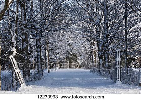 Snow covered road lined with leafless trees in winter; Brome Lake, Quebec, Canada View Large Photo Image Stock Image - Snow covered road lined with leafless trees in winter; Brome Lake, Quebec, Canada. Fotosearch