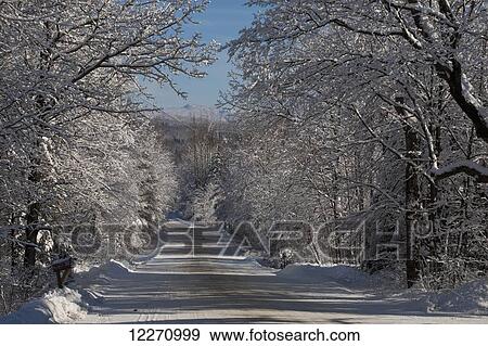 Snow covered road lined with leafless trees in winter; Brome Lake, Quebec, Canada View Large Photo Image Stock Photo - Snow covered road lined with leafless trees in winter; Brome Lake, Quebec, Canada. Fotosearch
