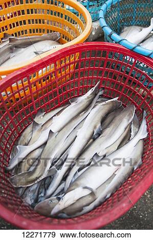 Some small sharks in a red plastic basket from Bashi Market; Xiamen, Fujian Province, China View Large Photo Image Stock Photo - Some small sharks in a red plastic basket from Bashi Market; Xiamen, Fujian Province, China. Fotosearch