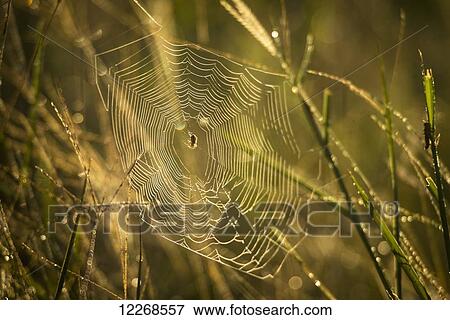 Stock Photo - Spider and web in grass at dawn, Liwonde National Park; Malawi. Fotosearch