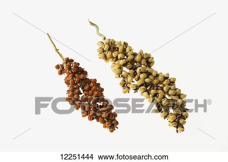 Sprigs of red and white grain sorghum on a white background View Large Photo Image Picture - Sprigs of red and white grain sorghum on a white background. Fotosearch