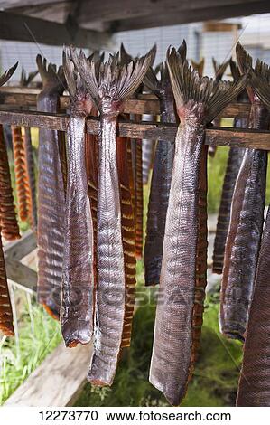 Stock Image - Strips of salmon with tail fins attached, hanging in a drying shed; Noatak, Alaska, United States of America. Fotosearch