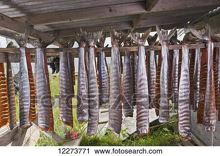 Stock Image - Strips of salmon with tail fins attached, hanging in a drying shed; Noatak, Alaska, United States of America. Fotosearch