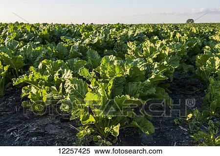 Sugar beets growing on farmland; United States of America View Large Photo Image Stock Photography - Sugar beets growing on farmland; United States of America. Fotosearch