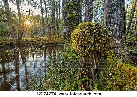 Sunlight streams through the rainforest of Naikoon Provincial Park which is on Haida Gwaii; British Columbia, United States of America View Large Photo Image Picture - Sunlight streams through the rainforest of Naikoon Provincial Park which is on Haida Gwaii; British Columbia, United States of America. Fotosearch