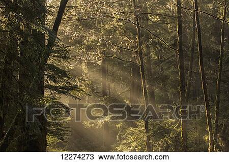 Stock Image - Sunlight streams through the rainforest of Naikoon Provincial Park which is on Haida Gwaii; British Columbia, United States of America. Fotosearch