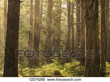 Sunlight streams through the rainforest of Naikoon Provincial Park which is on Haida Gwaii; British Columbia, Canada View Large Photo Image Stock Image - Sunlight streams through the rainforest of Naikoon Provincial Park which is on Haida Gwaii; British Columbia, Canada. Fotosearch