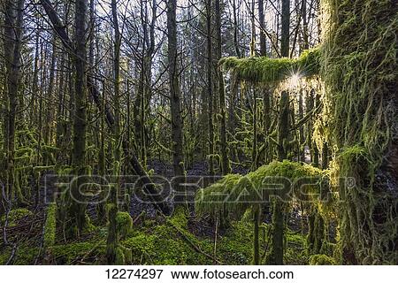 Stock Photo - Sunlight streams through the rainforest of Naikoon Provincial Park which is on Haida Gwaii; British Columbia, Canada. Fotosearch