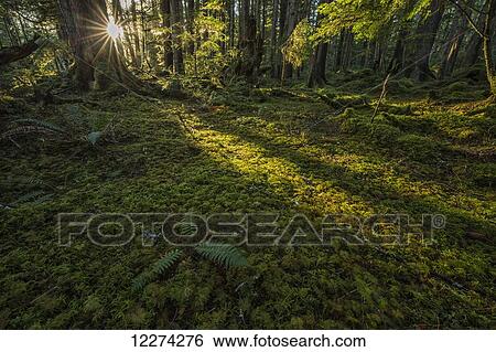 Stock Photograph - Sunlight streams through the rainforest of Naikoon Provincial Park which is on Haida Gwaii; British Columbia, United States of America. Fotosearch