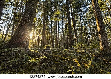 Stock Photography - Sunlight streams through the rainforest of Naikoon Provincial Park which is on Haida Gwaii; British Columbia, United States of America. Fotosearch