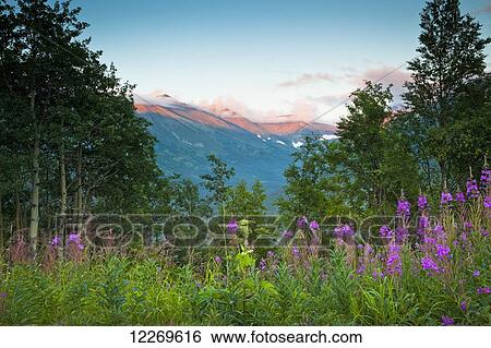 Stock Photograph - Sunset glow on Mount Palmer with Fireweeds in the foreground, Chugach National Forest; Alaska, United States of America. Fotosearch