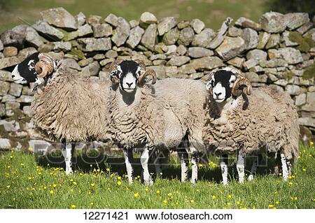 Swaledale rams in pasture against a drystone wall; Cumbria, England View Large Photo Image Stock Image - Swaledale rams in pasture against a drystone wall; Cumbria, England. Fotosearch
