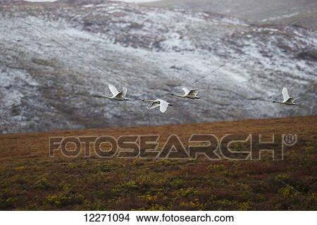 Picture - Swans flying in formation after taking off from a pond along the Demspter Highway; Yukon, Canada. Fotosearch