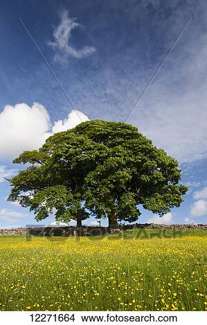 Sycamore tree on the edge of a traditional upland hay meadow; Cumbria, England View Large Photo Image Picture - Sycamore tree on the edge of a traditional upland hay meadow; Cumbria, England. Fotosearch