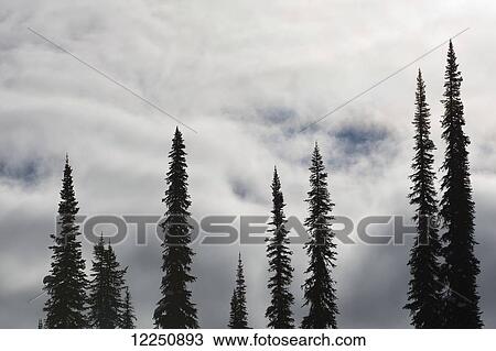 Tall pine trees silhouetted against a cloudy sky; Canada View Large Photo Image Stock Image - Tall pine trees silhouetted against a cloudy sky; Canada. Fotosearch
