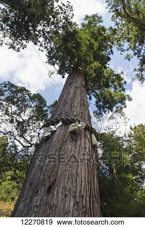 Tall tree with prayer rope and ribbons tied around the trunk; Kurama, Kyoto, Japan View Large Photo Image Stock Photo - Tall tree with prayer rope and ribbons tied around the trunk; Kurama, Kyoto, Japan. Fotosearch