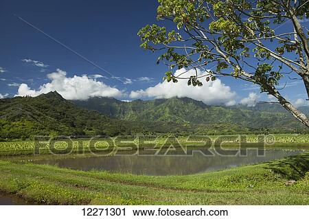 Stock Image - Taro patch, valley walls, Hanalei Valley; Hanalei, Kauai, Hawaii, United States of America. Fotosearch