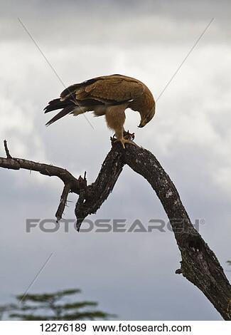 Stock Photo - Tawny eagle (Aquila rapax), Mara Naboisho Conservancy; Kenya. Fotosearch