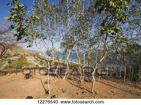Tea trees; Dili, East Timor View Large Photo Image Stock Image - Tea trees; Dili, East Timor. Fotosearch