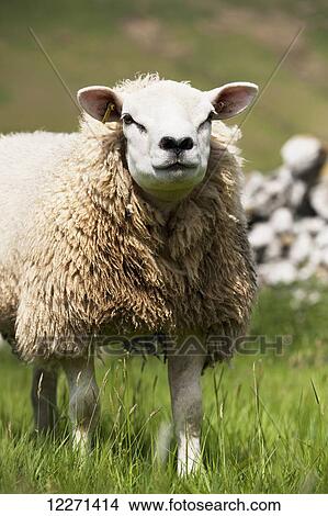 Picture - Texel ram in pasture; Cumbria, England. Fotosearch