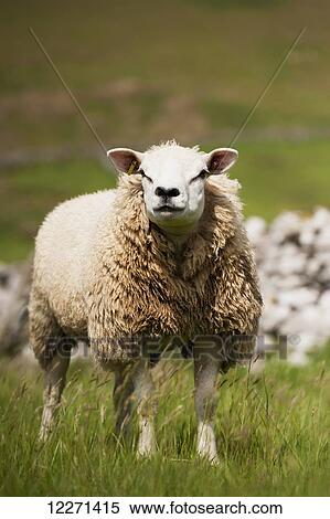 Texel ram in pasture; Cumbria, England View Large Photo Image Stock Photography - Texel ram in pasture; Cumbria, England. Fotosearch