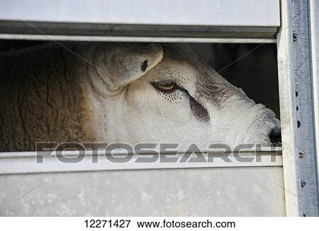 Stock Photo - Texel sheep in a livestock trailer; United Kingdom. Fotosearch