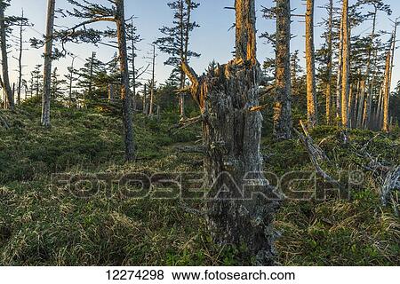 Stock Photo - The ancient forests of Naikoon Provincial Park; Haida Gwaii, British Columbia, Canada. Fotosearch