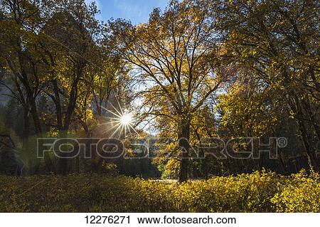 The late afternoon autumn sun shines through trees in Yosemite Valley, Yosemite National Park; California, United States of America View Large Photo Image Stock Image - The late afternoon autumn sun shines through trees in Yosemite Valley, Yosemite National Park; California, United States of America. Fotosearch