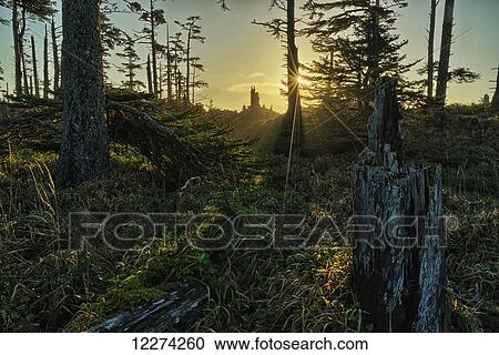 The morning sunlight filters through the ancient forests of Naikoon Provincial Park, Haida Gwaii; British Columbia, Canada View Large Photo Image Stock Image - The morning sunlight filters through the ancient forests of Naikoon Provincial Park, Haida Gwaii; British Columbia, Canada. Fotosearch