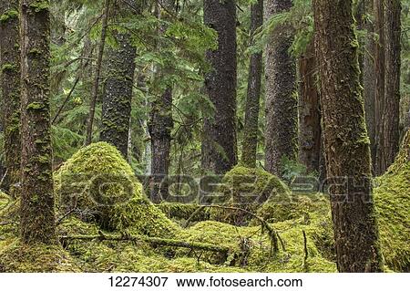 The moss covered floor and trees of Naikoon Provincial Park; Haida Gwaii, British Columbia, Canada View Large Photo Image Stock Photo - The moss covered floor and trees of Naikoon Provincial Park; Haida Gwaii, British Columbia, Canada. Fotosearch