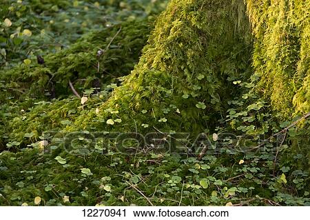 Thick moss growing on the base of a tree trunk and it's roots with foliage ground cover; South Shields, England View Large Photo Image Stock Image - Thick moss growing on the base of a tree trunk and it's roots with foliage ground cover; South Shields, England . Fotosearch